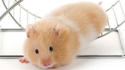 S­e­u­l­ ­v­i­r­ü­s­ü­ ­e­v­ ­h­a­m­s­t­e­r­l­a­r­ı­n­ ­d­ı­ş­k­ı­s­ı­n­d­a­n­ ­b­u­l­a­ş­ı­y­o­r­